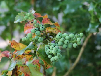 Forstbotanischer Garten Hann. Münden Forstbotanischer Garten Hann. MündenForest Botanical Garden Hann. MündenSkovbotanisk have Hann. MündenBotanische bostuin Hann. Münden