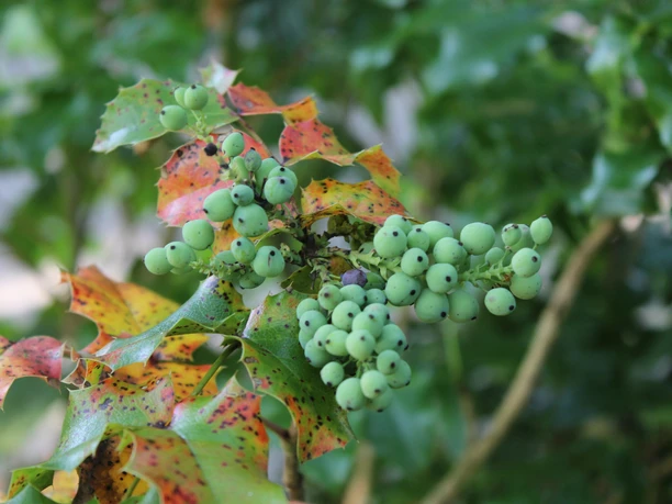 Forstbotanischer Garten Hann. Münden Skovbotanisk have Hann. Münden