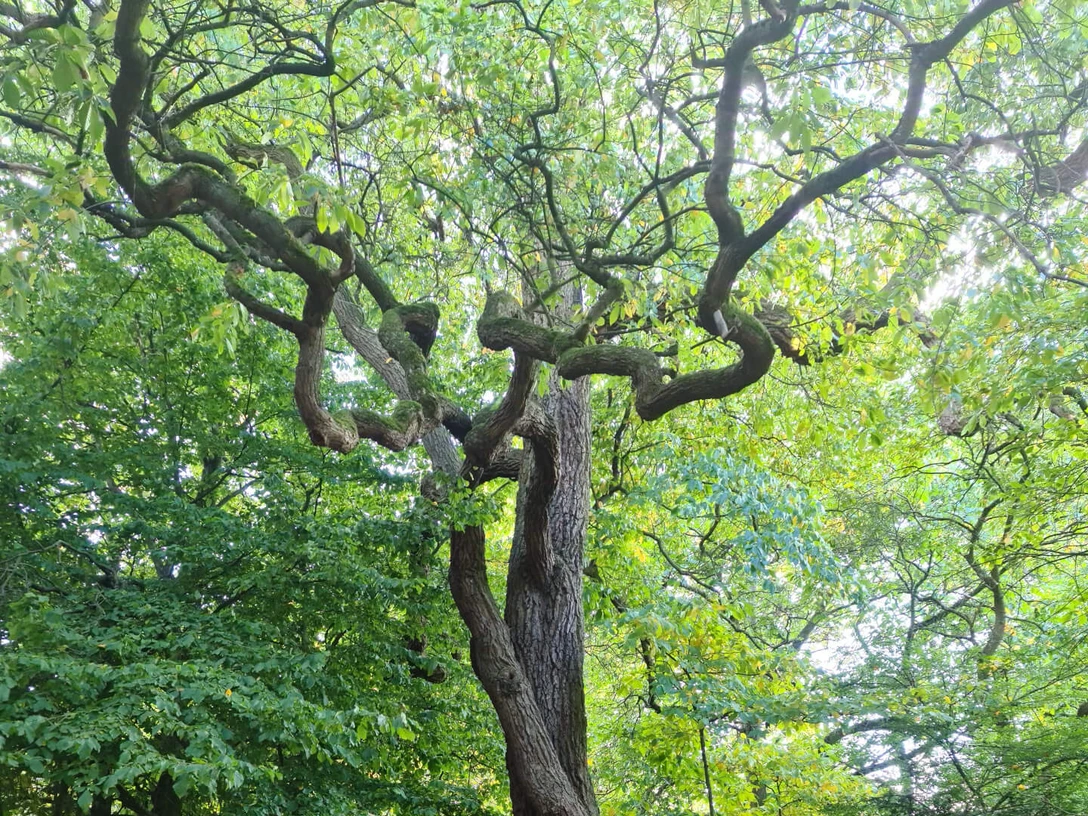 Forstbotanischer Garten Hann. Münden Forstbotanischer Garten Hann. MündenForest Botanical Garden Hann. MündenSkovbotanisk have Hann. MündenBotanische bostuin Hann. Münden
