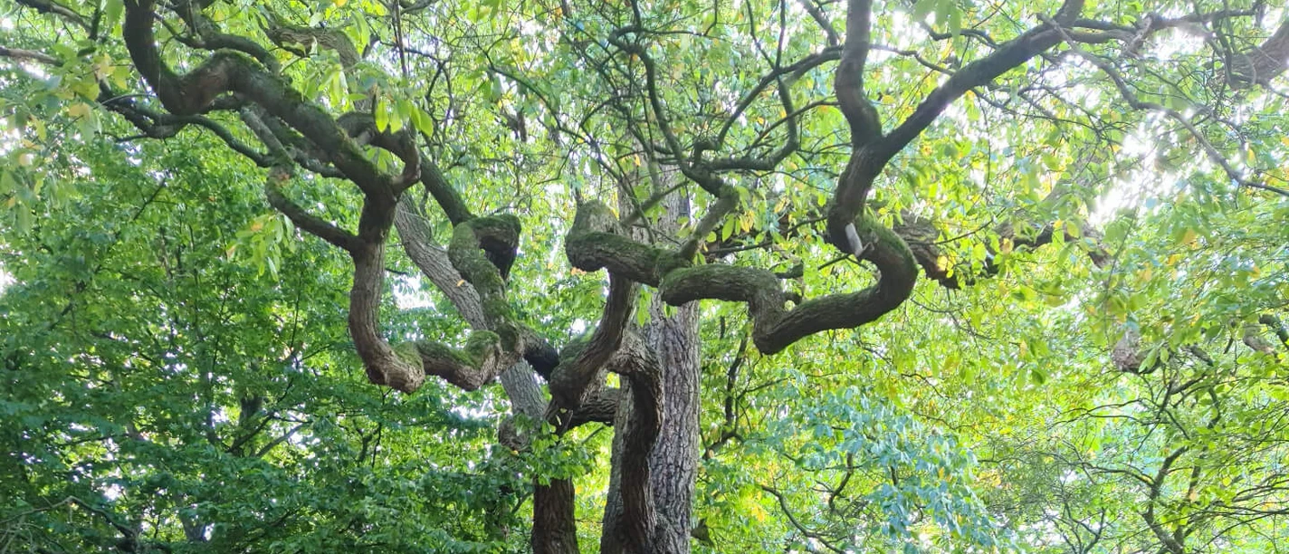 Forstbotanischer Garten Hann. Münden Skovbotanisk have Hann. Münden