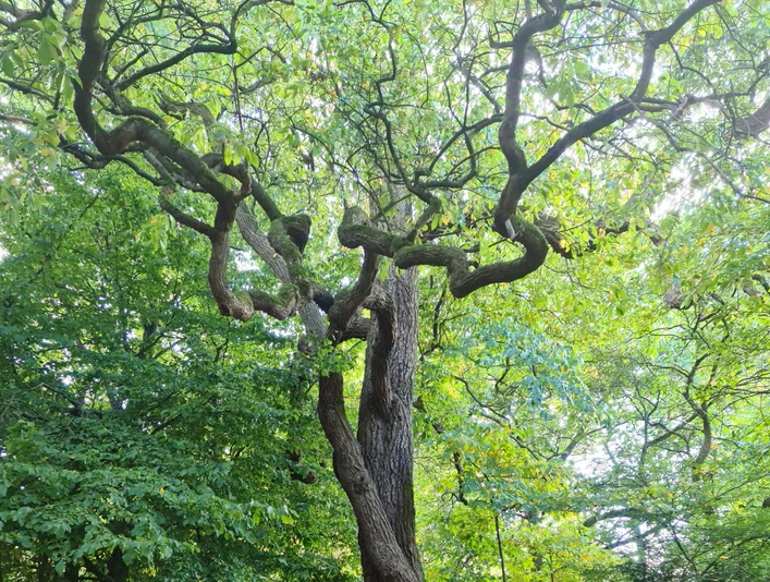 Forstbotanischer Garten Hann. Münden Forstbotanischer Garten Hann. MündenForest Botanical Garden Hann. MündenSkovbotanisk have Hann. MündenBotanische bostuin Hann. Münden