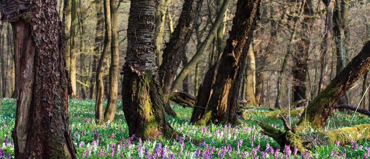 Blumenwiesen im Naturpark Münden Flower meadows in the Münden Nature Park