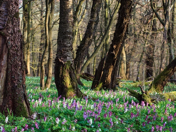 Blumenwiesen im Naturpark Münden Flower meadows in the Münden Nature Park