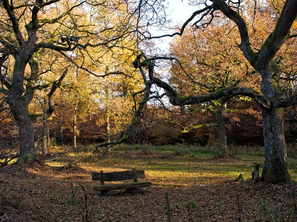 Bank im Wald, Naturpark Münden Bench in the forest, Münden Nature Park