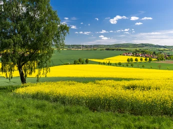 Rapsfelder mit Baum, Naturpark Münden Rapsfelder mit Baum, Naturpark MündenRape fields with tree, Münden Nature ParkRapsmarker med træ, Münden NaturparkKoolzaadvelden met boom, Natuurpark Münden