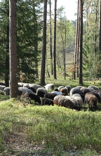 schnuckenherde-hoerpeler-heide