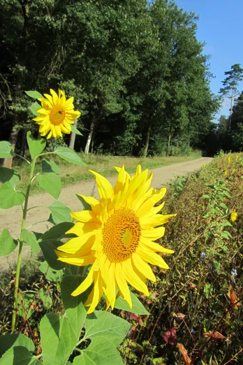 ackerflaeche-am-brakelweg-richtung-hoerpeler-heide