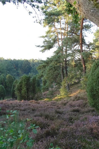 Heidschnuckenweg_Borsteler Kuhlen (5).JPG