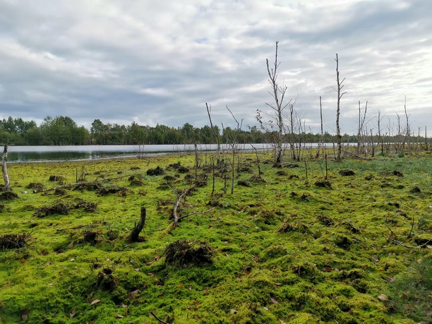Preußische Moorversuche Feuchtes Moorgebiet mit grünem Moosteppich, abgestorbenen Bäumen und einem stillen Wasserlauf im Hintergrund.