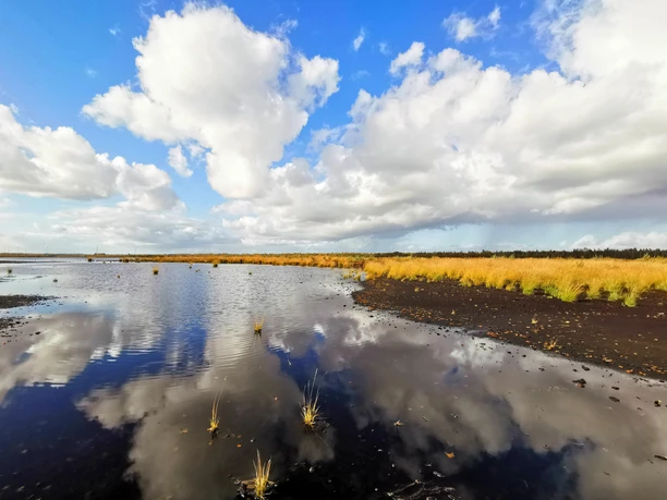Preußische Moorversuche Weite Moorlandschaft mit Wasserflächen, gelben Gräsern und Spiegelung der Wolken im klaren Licht