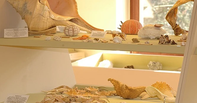 Muscheln aus aller Welt