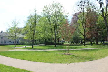 SG Grafschaft Hoya Bürgerpark Grüne Parklandschaft mit gepflegtem Rasen und vielen Bäumen, umgeben von einem geschwungenen Weg.
