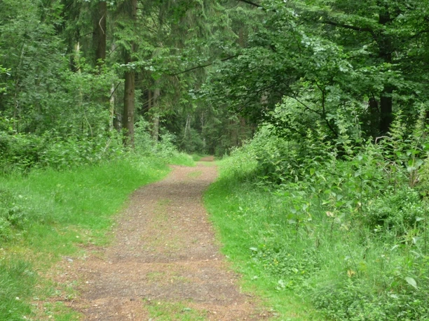 Schöner Waldweg