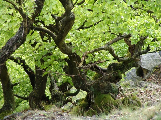 Skurrile Wuchsformen im NLP_2.JPG