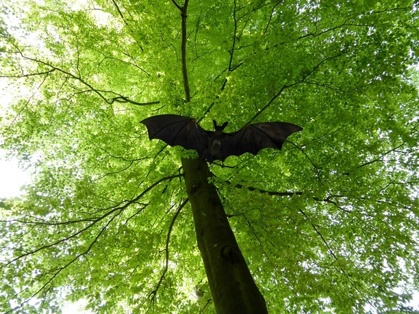 10-Fledermauswanderung.jpg