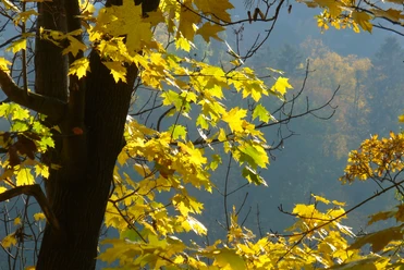 Wald im Elm Wald im Elm