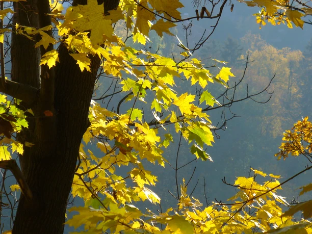 Wald im Elm Wald im Elm