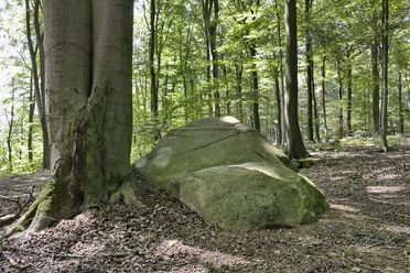 Natuurgebied Steinernes Meer bij Belm-Vehrte, Osnabrücker Land, Nedersaksen, Duitsland