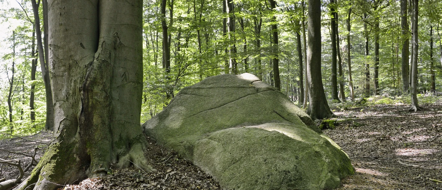 Naturschutzgebiet Steinernes Meer bei Belm-Vehrte, Osnabrücker Land, Niedersachsen, Deutschland Naturreservatet Steinernes Meer nær Belm-Vehrte, Osnabrücker Land, Niedersachsen, Tyskland