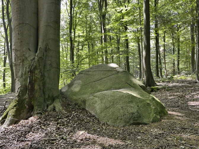 Naturschutzgebiet Steinernes Meer bei Belm-Vehrte, Osnabrücker Land, Niedersachsen, Deutschland  Naturschutzgebiet Steinernes Meer bei Belm-Vehrte, Osnabrücker Land, Niedersachsen, Deutschland