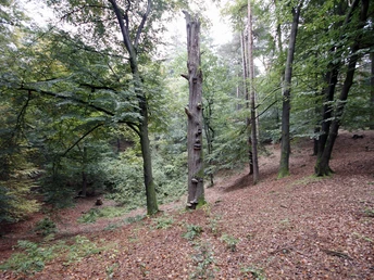 Die Alkenkuhle, ein sagenumwobener Erdfall bei Alfhausen Die Alkenkuhle, ein sagenumwobener Erdfall bei Alfhausen