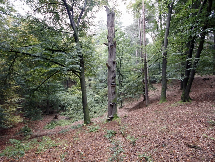 Die Alkenkuhle, ein sagenumwobener Erdfall bei Alfhausen Die Alkenkuhle, ein sagenumwobener Erdfall bei AlfhausenThe Alkenkuhle, a legendary sinkhole near AlfhausenAlkenkuhle, et legendarisk jordfaldshul nær AlfhausenDe Alkenkuhle, een legendarisch zinkgat bij Alfhausen