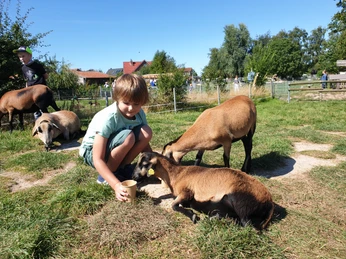 fuettern-auf-der-streichelwiese Kind hockt vor zwei Schafen und füttert dieseChild squats in front of two sheep and feeds themBarn sætter sig på hug foran to får og fodrer demKind hurkt voor twee schapen en voert ze