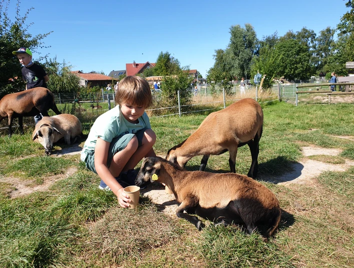 fuettern-auf-der-streichelwiese Kind hockt vor zwei Schafen und füttert dieseChild squats in front of two sheep and feeds themBarn sætter sig på hug foran to får og fodrer demKind hurkt voor twee schapen en voert ze