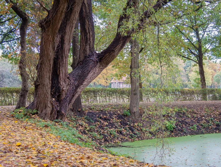Burg und Baumveteranen