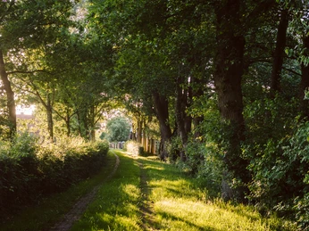 Burg und Baumveteranen