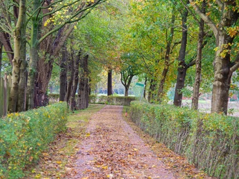 Burg und Baumveteranen