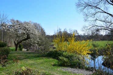 An der Wupper Frühlingshafte Landschaft mit blühendem Baum und Sträuchern an einem Teich in einem Wipperfürther Park.