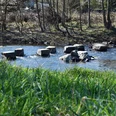 Furt durch die Wupper Steppingstones in einem ruhigen Bach inmitten einer grünen, naturbelassenen Landschaft bei Wipperfürth.