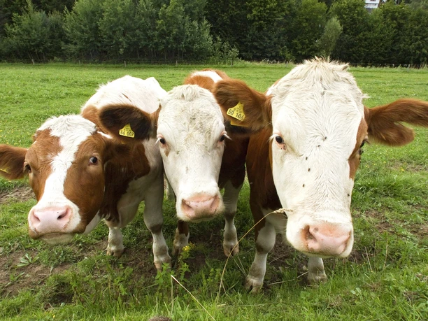Kühe im Bergischen Land Drei neugierige Kühe stehen auf einer grünen Wiese vor einem dichten Wald.