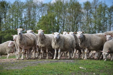 Tierische Landschaftsgestalter