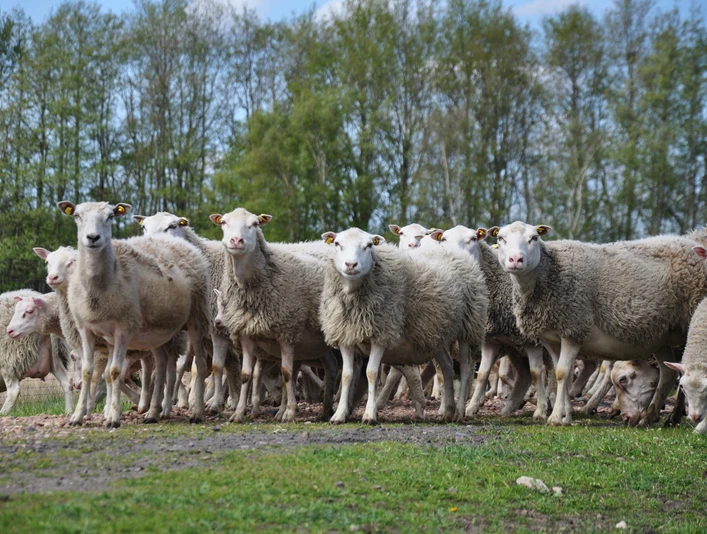 Tierische Landschaftsgestalter