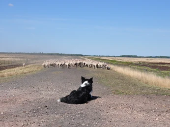 Tierische Landschaftsgestalter