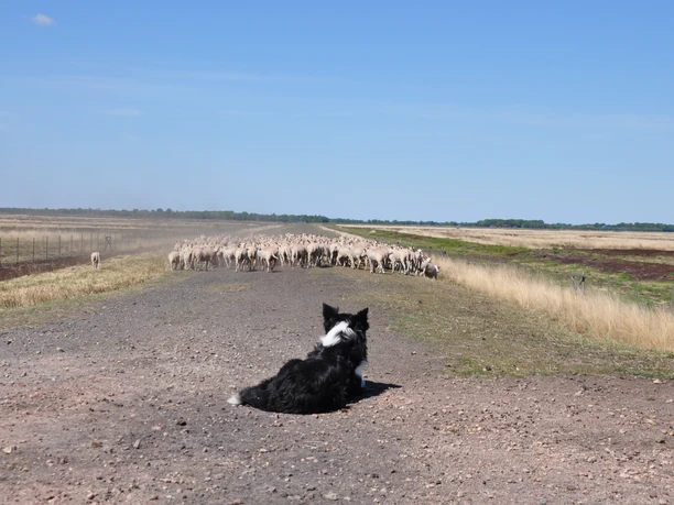 Tierische Landschaftsgestalter
