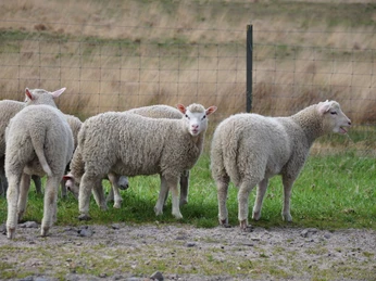 Tierische Landschaftsgestalter