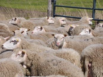 Tierische Landschaftsgestalter