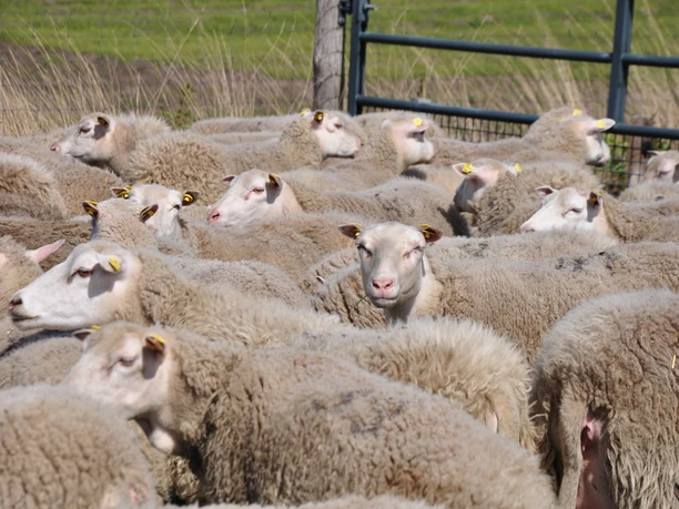 Tierische Landschaftsgestalter