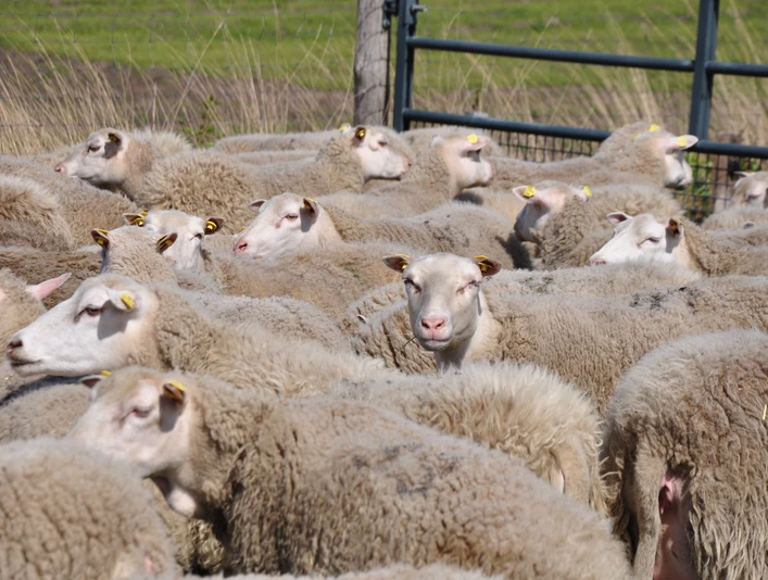 Tierische Landschaftsgestalter