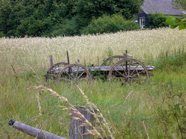alter Fuhrmannswagen Ein altes, hölzernes Fuhrwerk steht verlassen in einer üppigen, von Getreide gesäumten Wiese.