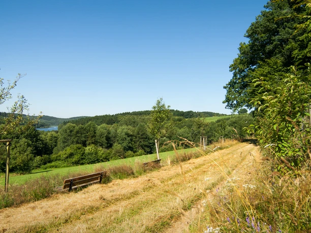 oberhalb von Nespen Wiesenweg mit hölzerner Bank, umgeben von Bäumen und Wiesen, unter klarem, blauem Himmel.