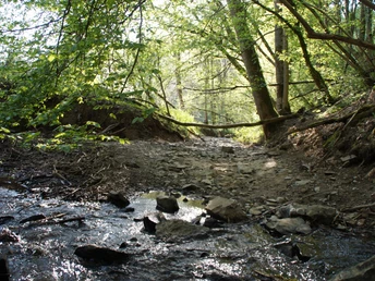Bachschwinde Walbach <p>Ein schattiger Waldpfad in Engelskirchen, mit flachem Bach und dichten, grünen Bäumen.</p>
