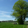 der "heilige Baum" Großer, grüner Baum neben einem Feldweg mit einer Parkbank, im Hintergrund eine Wohnsiedlung.
