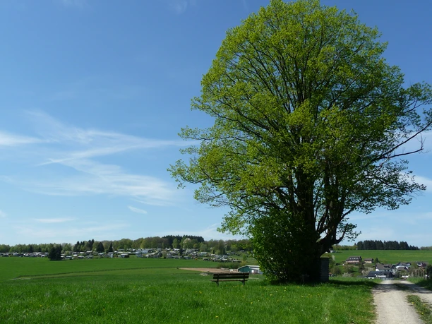 der "heilige Baum" Großer, grüner Baum neben einem Feldweg mit einer Parkbank, im Hintergrund eine Wohnsiedlung.