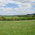 Aussicht bei Berghausen Das Bild zeigt eine grüne Wiese mit Löwenzahn vor einem bewaldeten Hügel unter blauem Himmel mit Wolken.