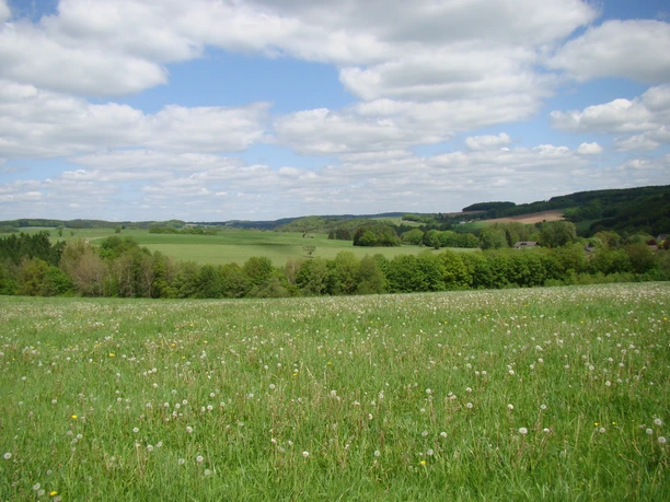 Aussicht bei Berghausen Das Bild zeigt eine grüne Wiese mit Löwenzahn vor einem bewaldeten Hügel unter blauem Himmel mit Wolken.