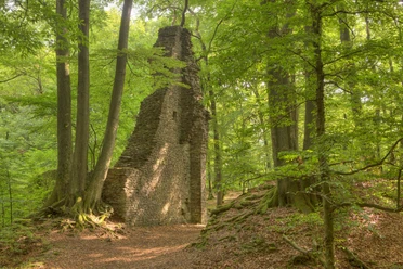 Lindlar - Scheel Burgruine Neuenberg Ruine einer alten Steinmauer mitten in einem dichten, grünen Wald mit hohem Baumbestand.